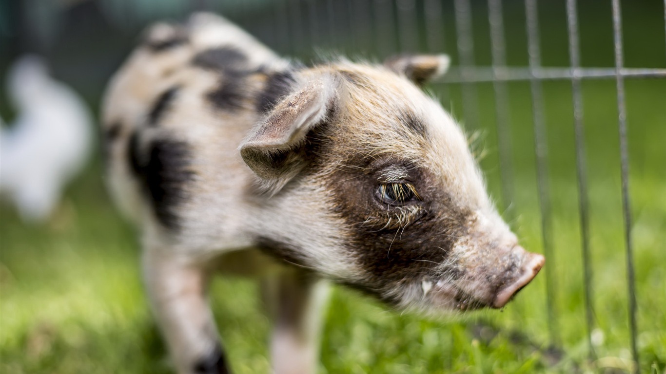 Schweinejahr über Schweine HD-Tapeten #13 - 1366x768