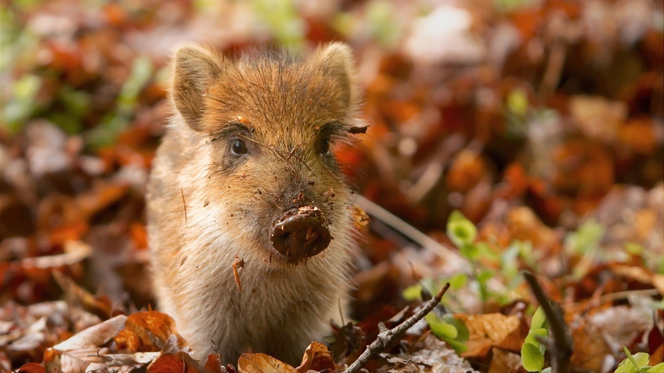 Année de porc sur porcs fonds d'écran HD #16 - 1366x768