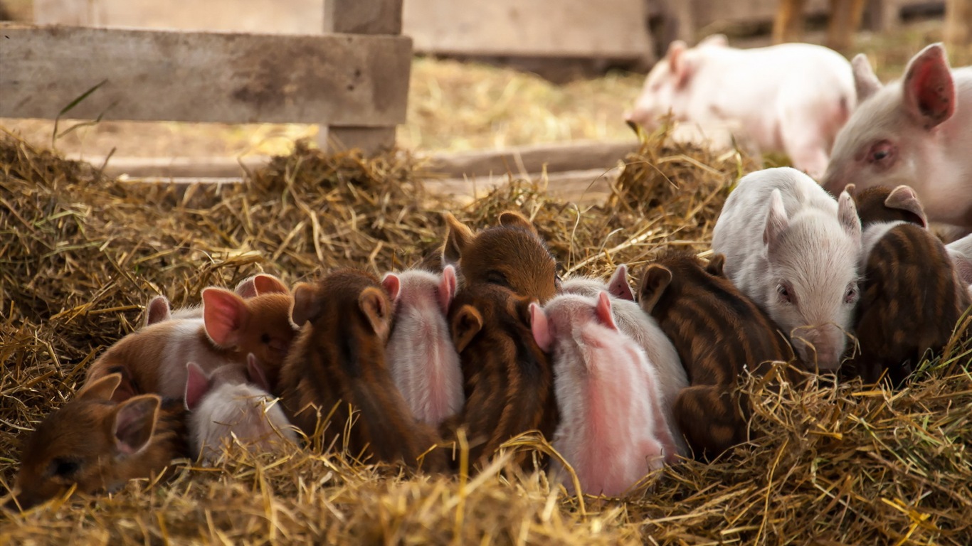 Année de porc sur porcs fonds d'écran HD #17 - 1366x768