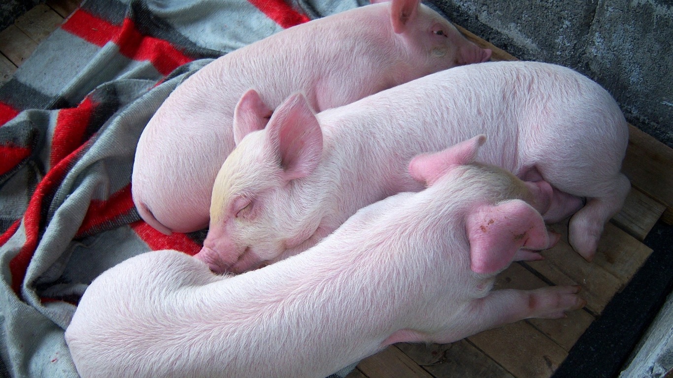 Свинья год о свиньи HD обои #18 - 1366x768