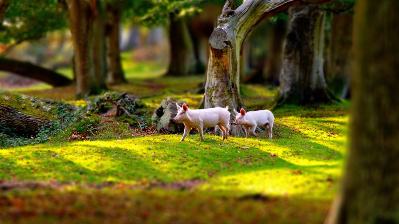 Pig Year about pigs HD wallpapers #20 - 1366x768