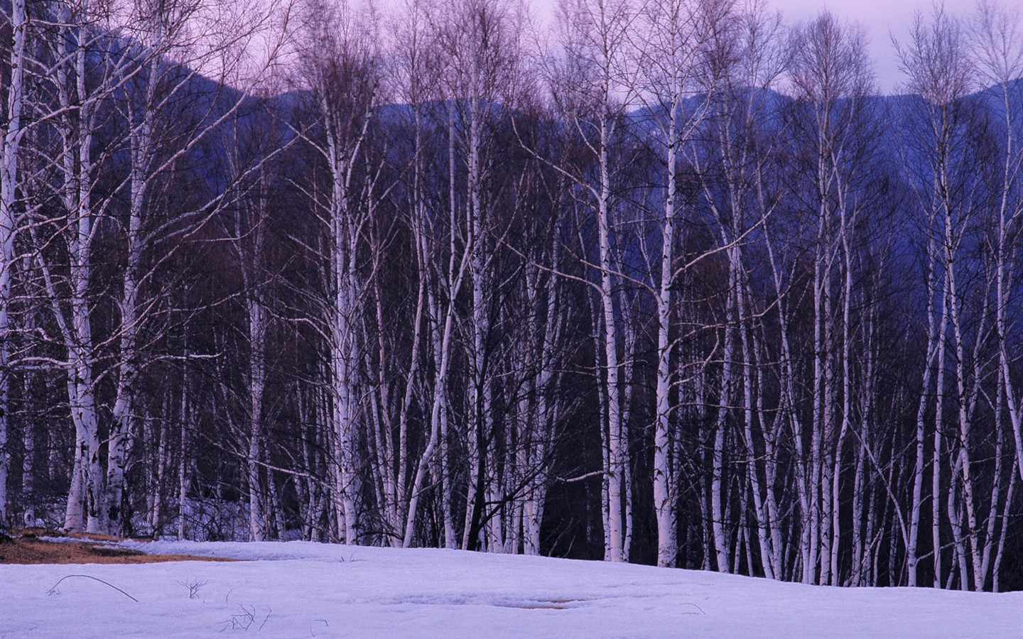 白雪森林(一) #4 - 1440x900