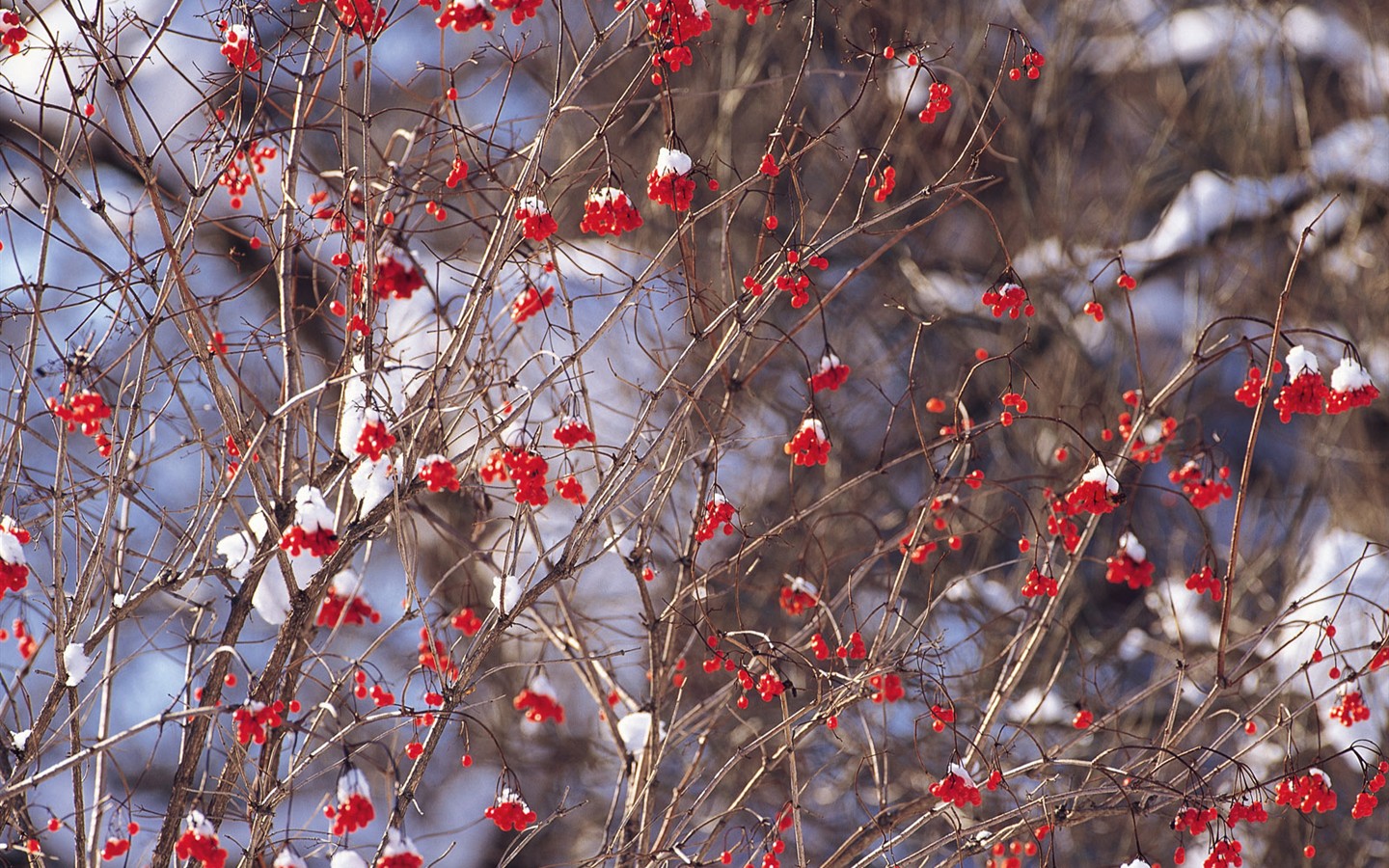 白雪森林(一)11 - 1440x900