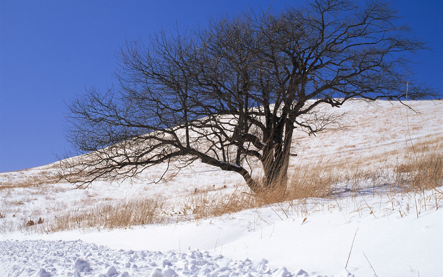 forêt, la neige fond d'écran (1) #14 - 1440x900