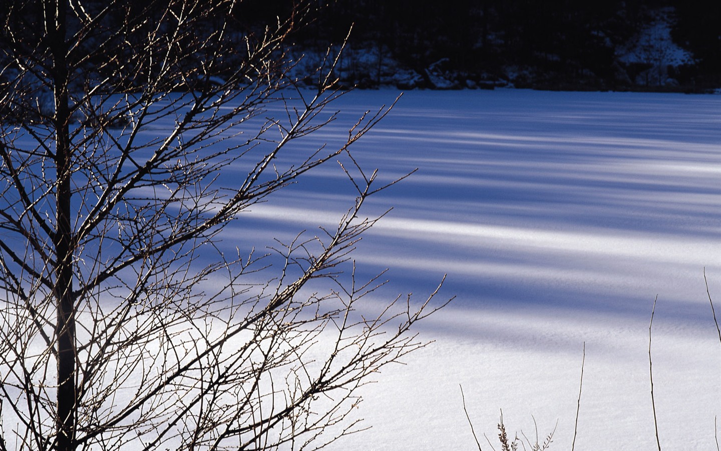 Snow forest wallpaper (2) #4 - 1440x900