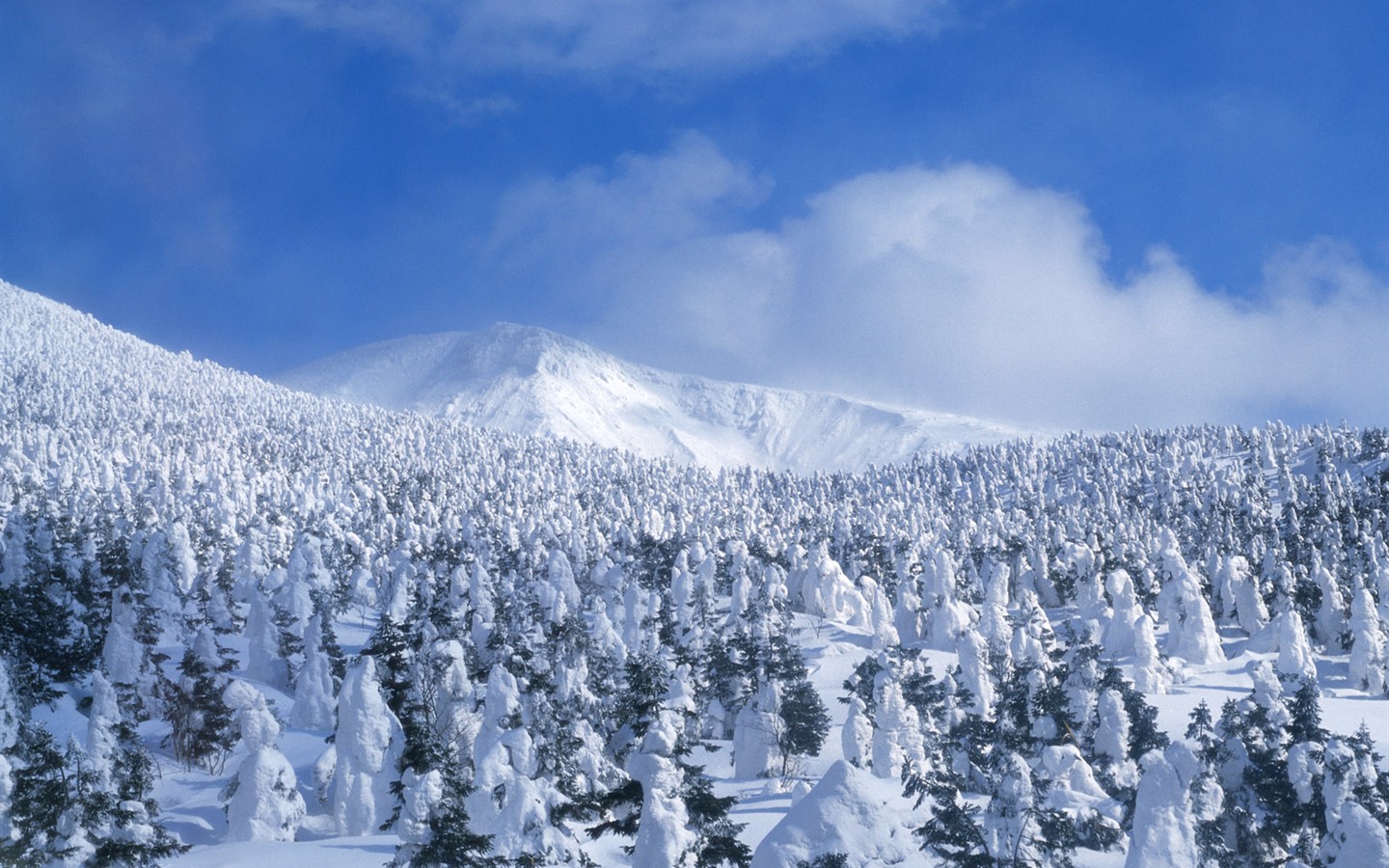 Nieve fondos de escritorio de los bosques (2) #14 - 1440x900