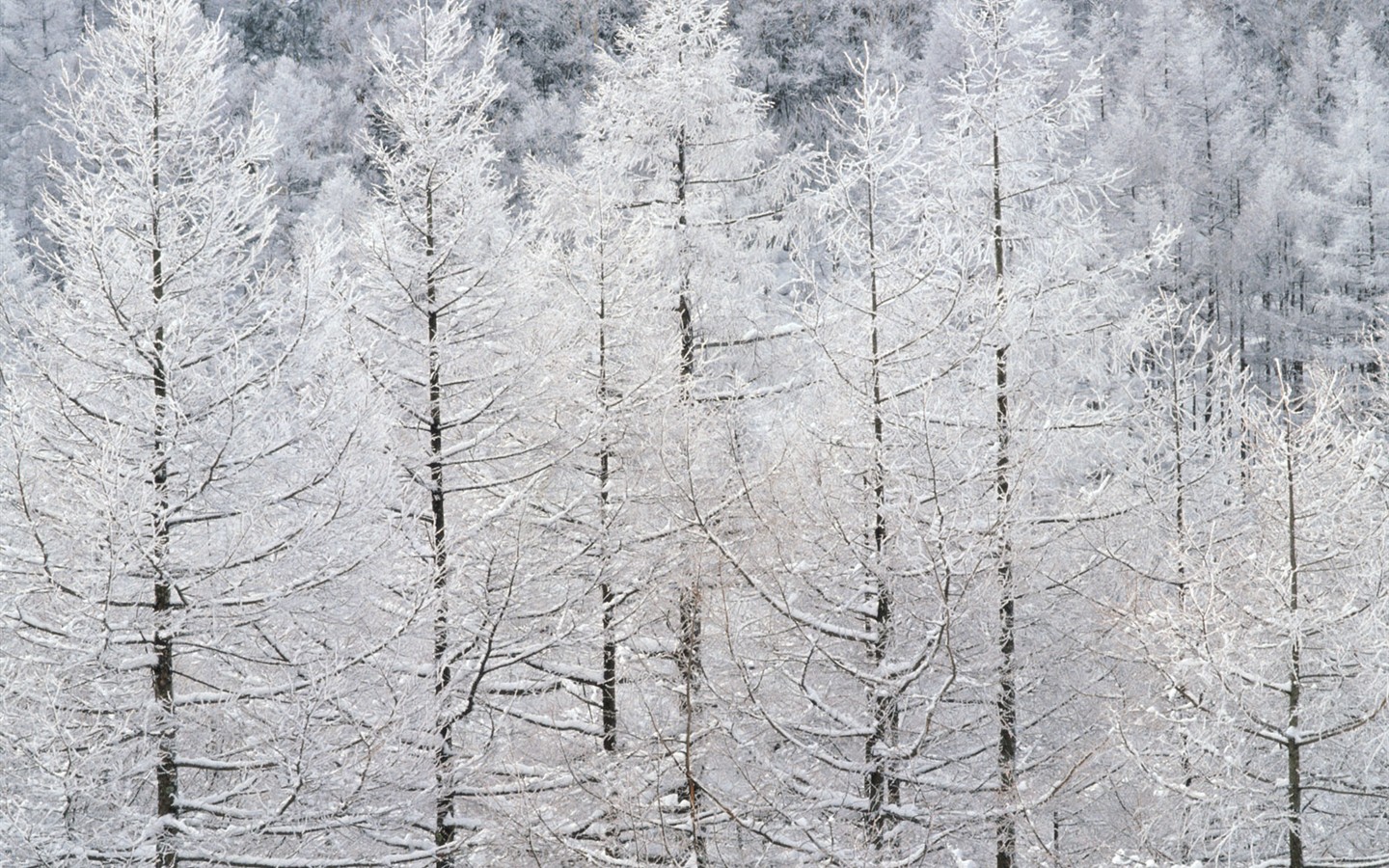 Nieve fondos de escritorio de los bosques (2) #19 - 1440x900