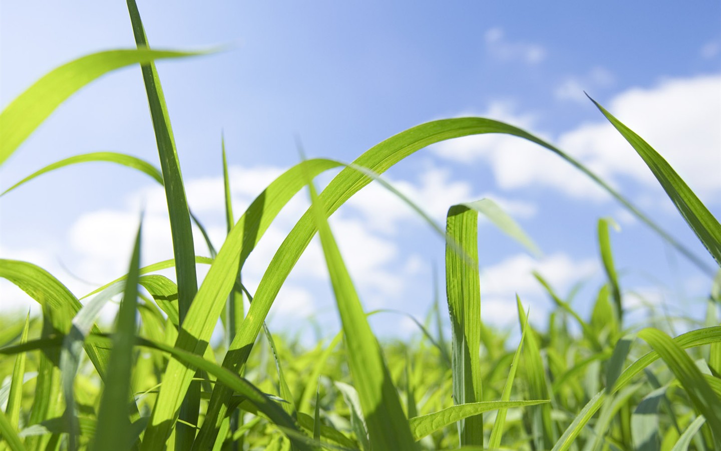 Green Grass wallpaper (1) #5 - 1440x900