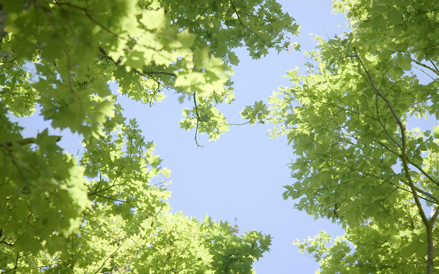 zelená tráva tapetu (2) #15 - 1440x900