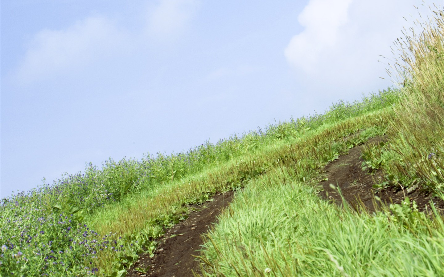 Green Grass wallpaper (3) #18 - 1440x900