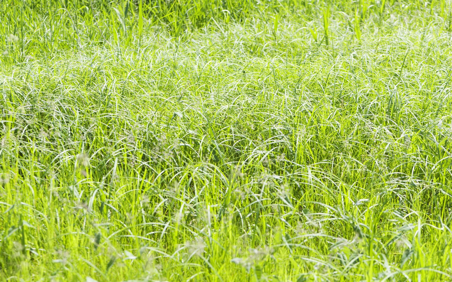 Green Grass wallpaper (4) #7 - 1440x900