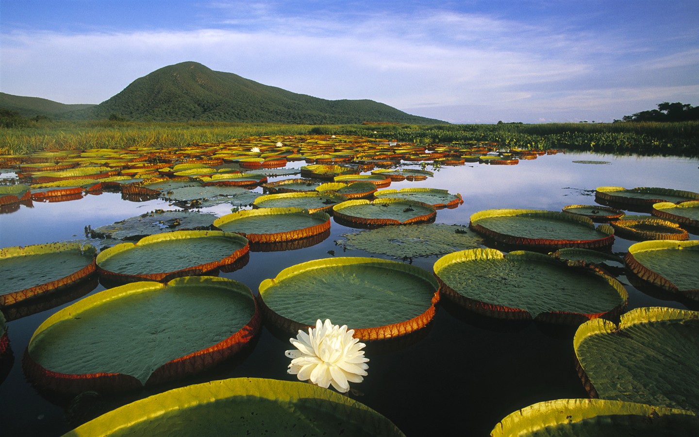 Brazil巴西2 - 1440x900