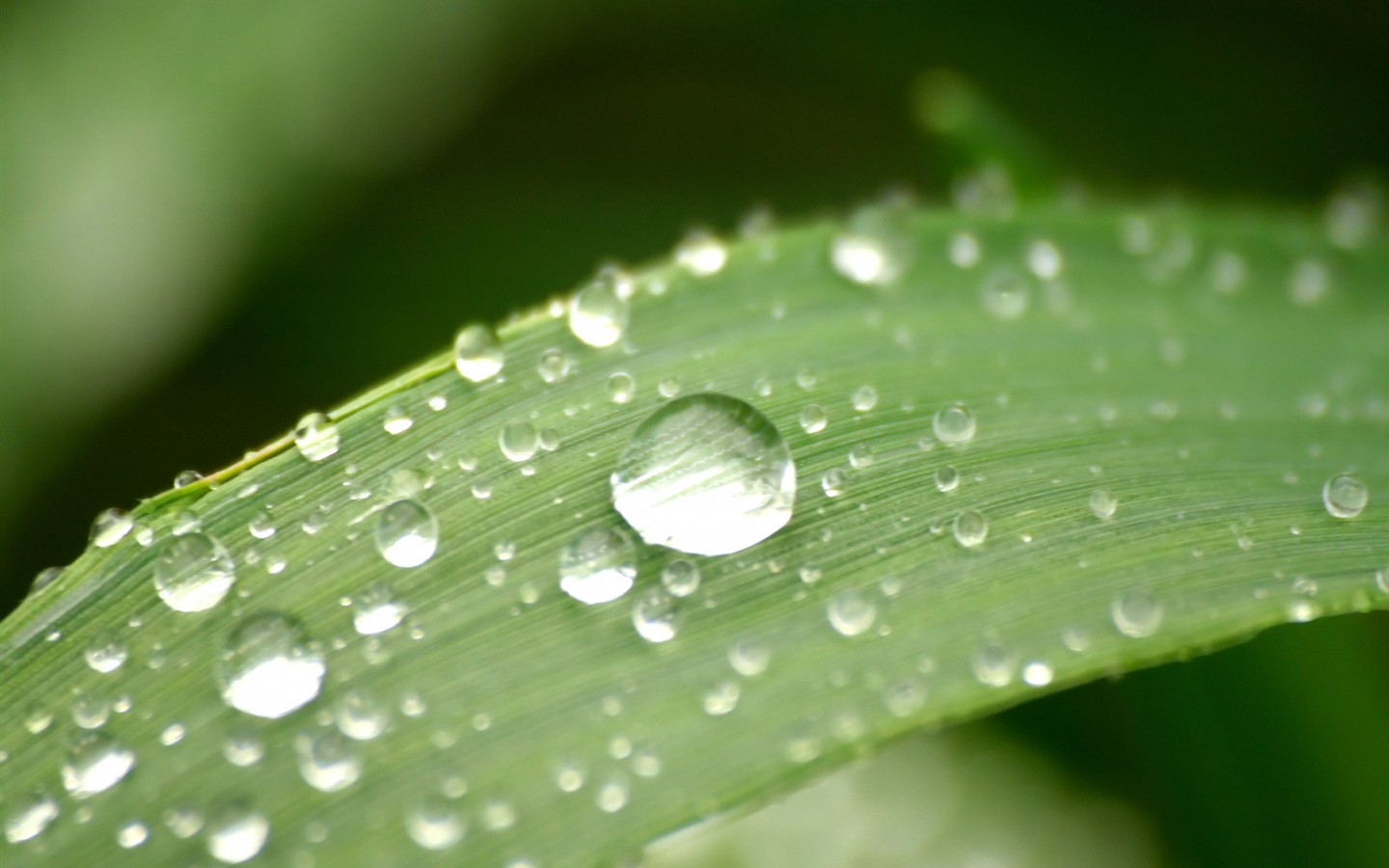 Vista Plant wallpaper (2) #3 - 1440x900