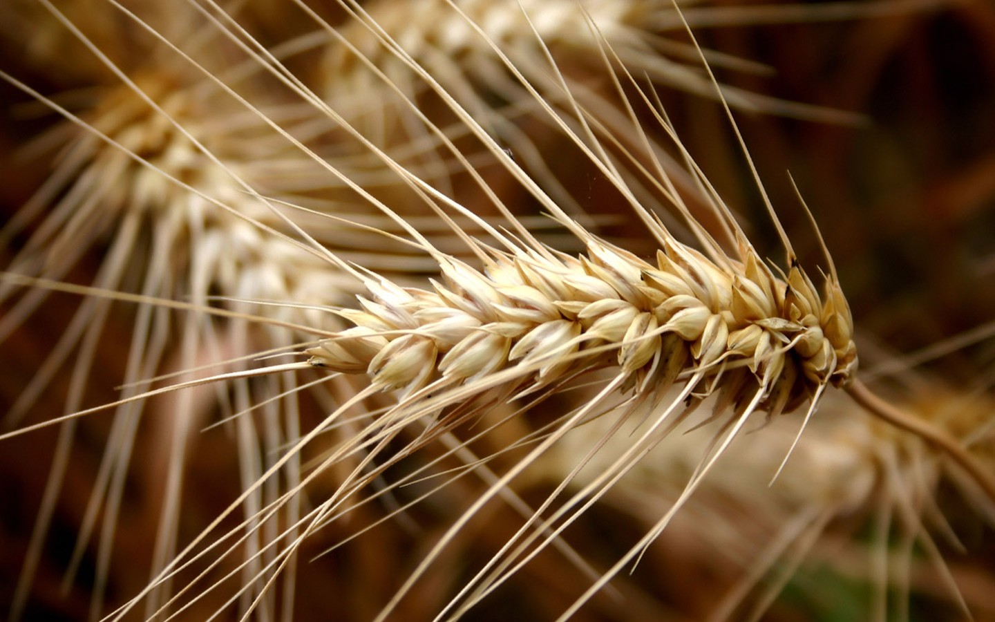 Vista Plant wallpaper (2) #8 - 1440x900