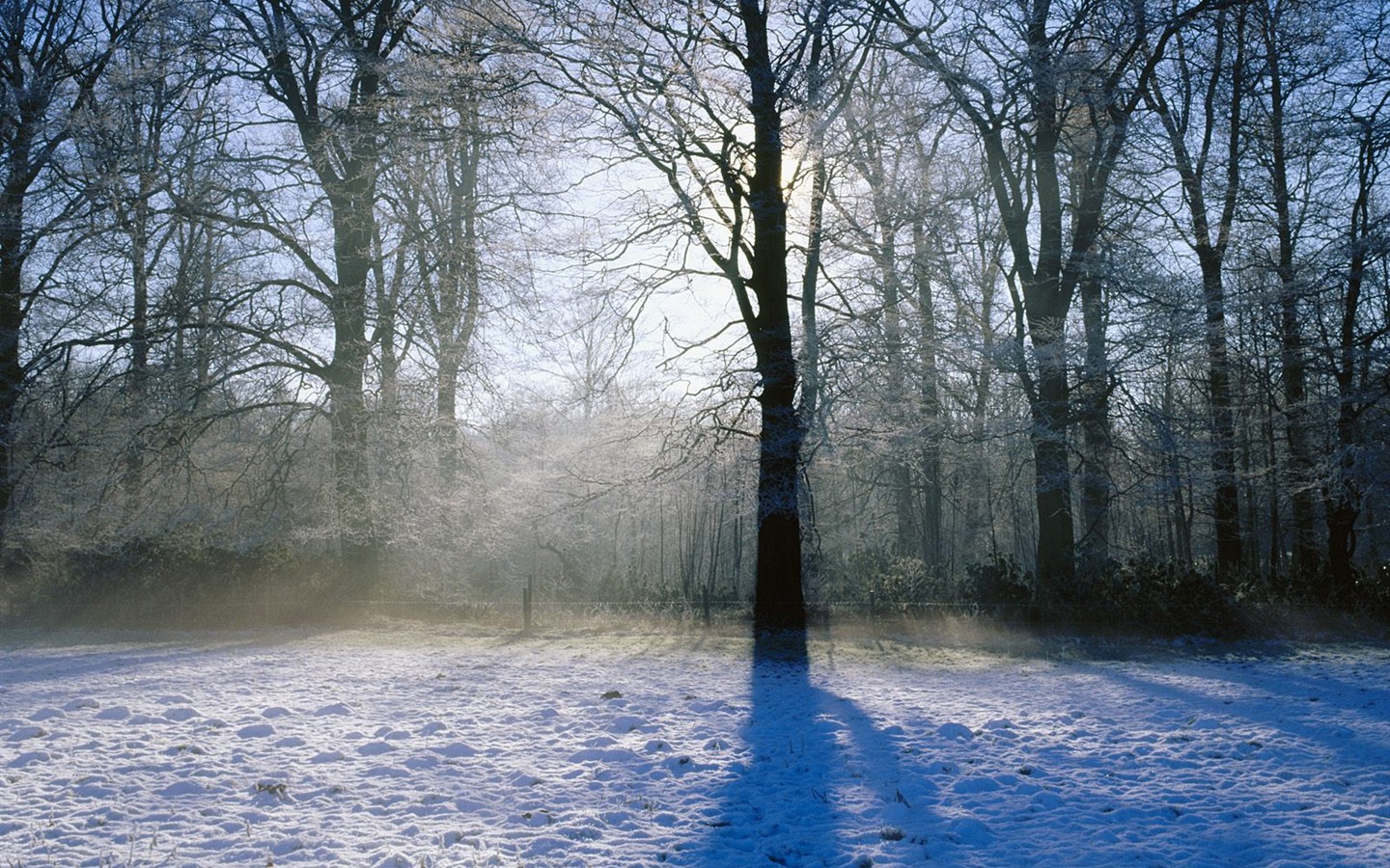 forêt, la neige fond d'écran (3) #1 - 1440x900