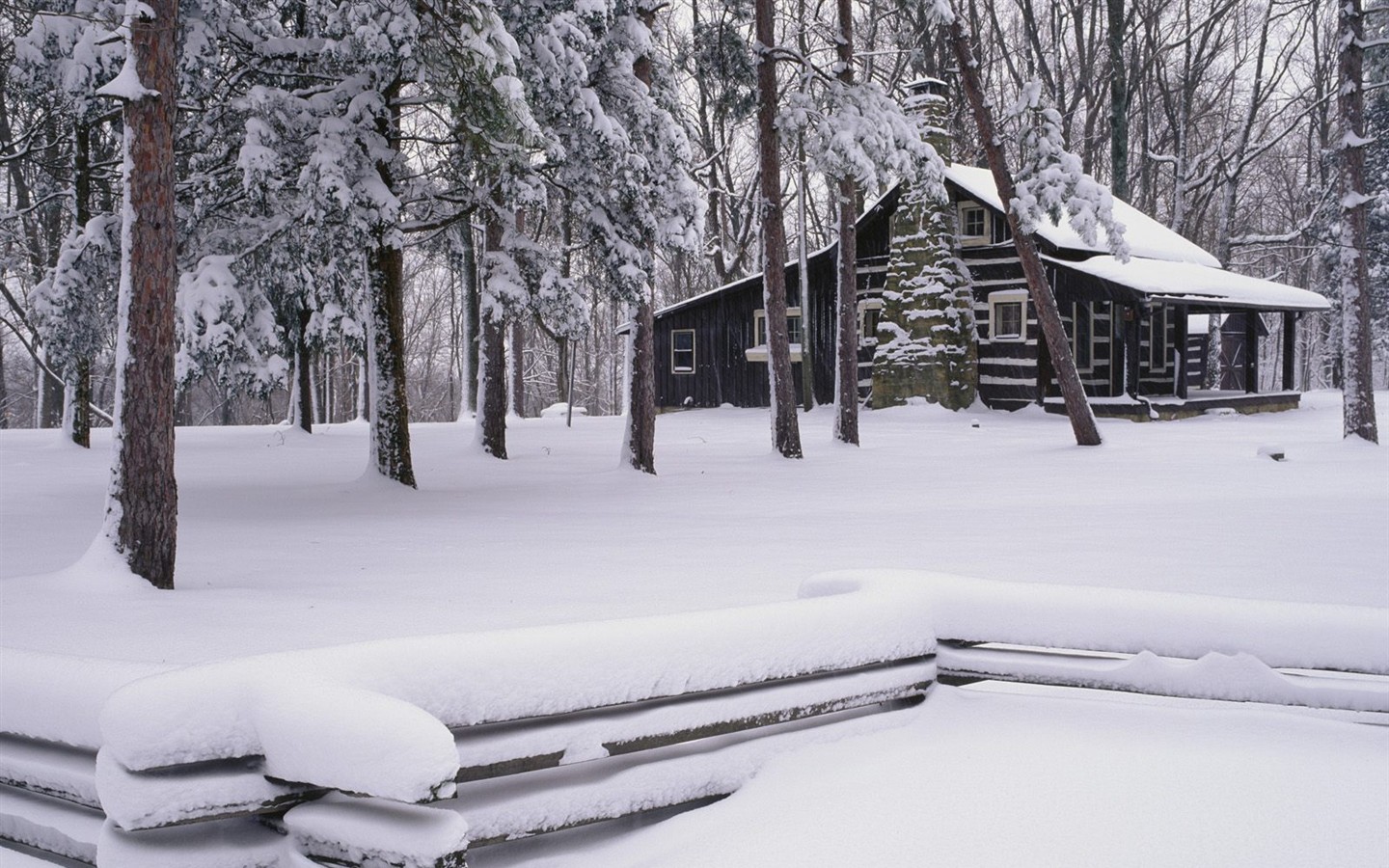 Snow forest wallpaper (3) #8 - 1440x900