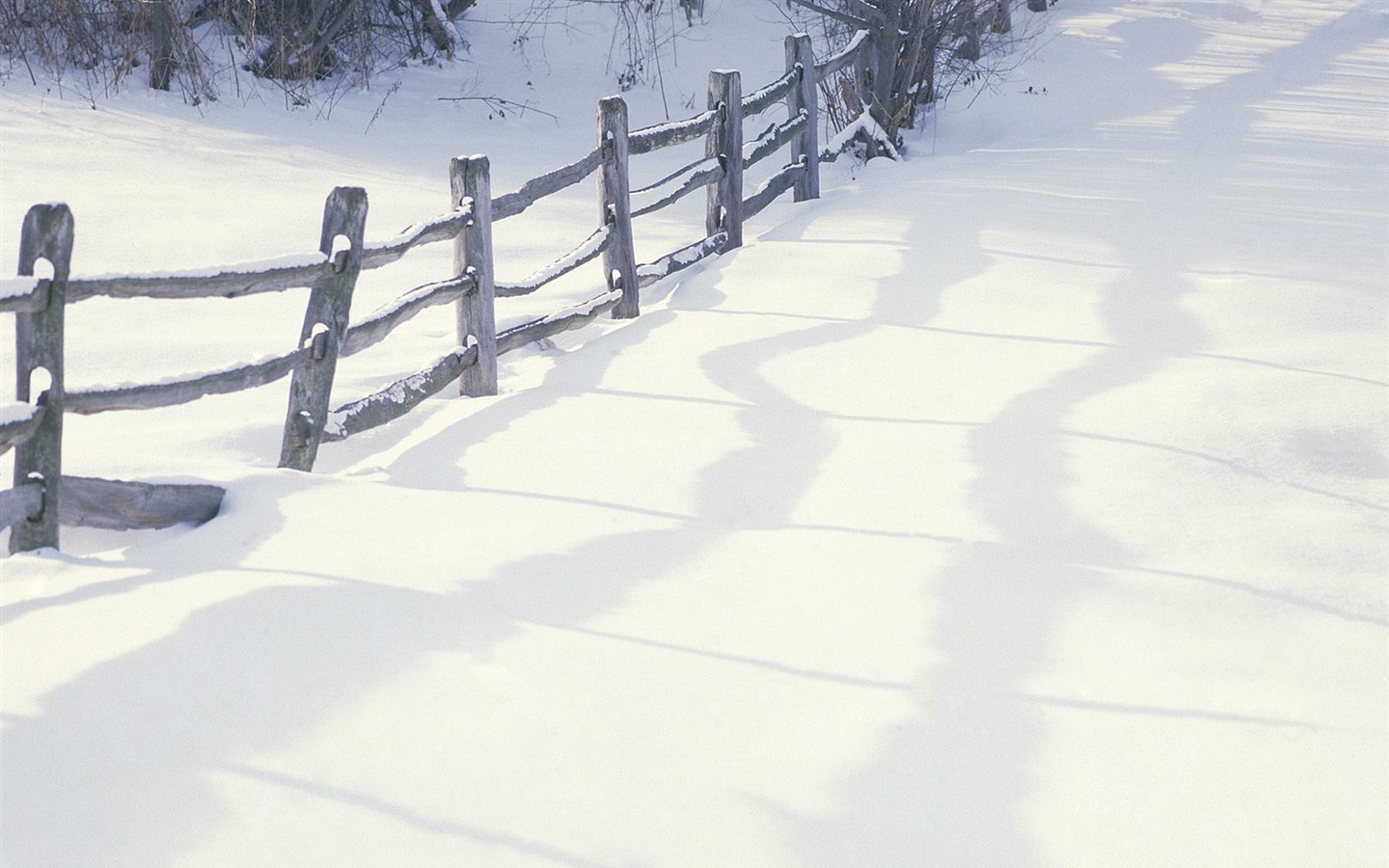 Sníh lesa tapetu (3) #11 - 1440x900