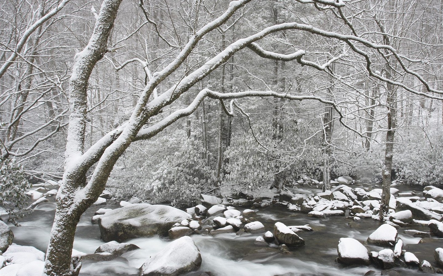 白雪森林(三)12 - 1440x900