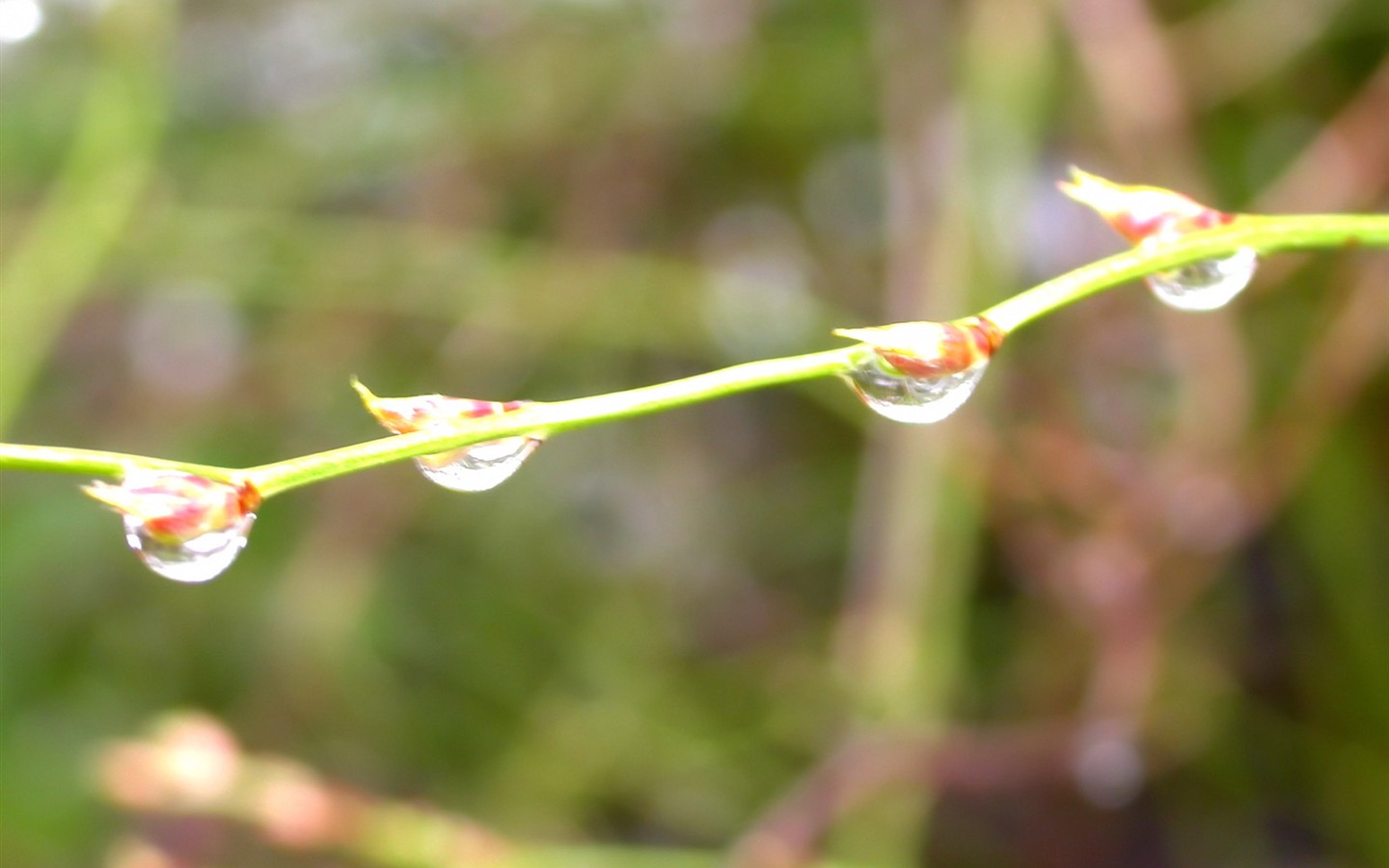 Vista 植物壁紙(三) #6 - 1440x900