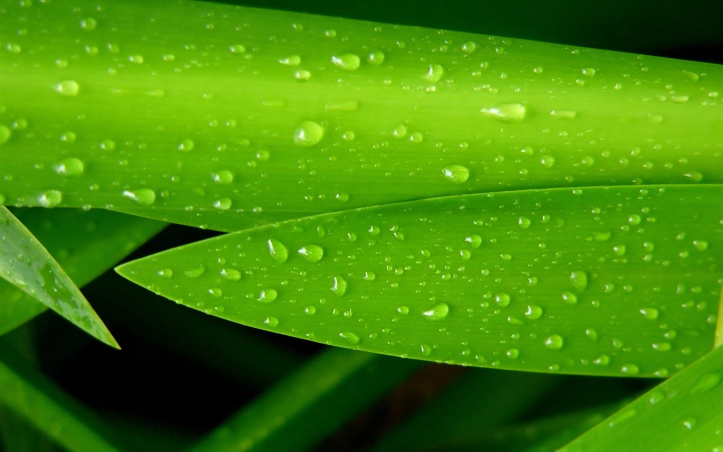 Vista 植物壁紙(三) #18 - 1440x900