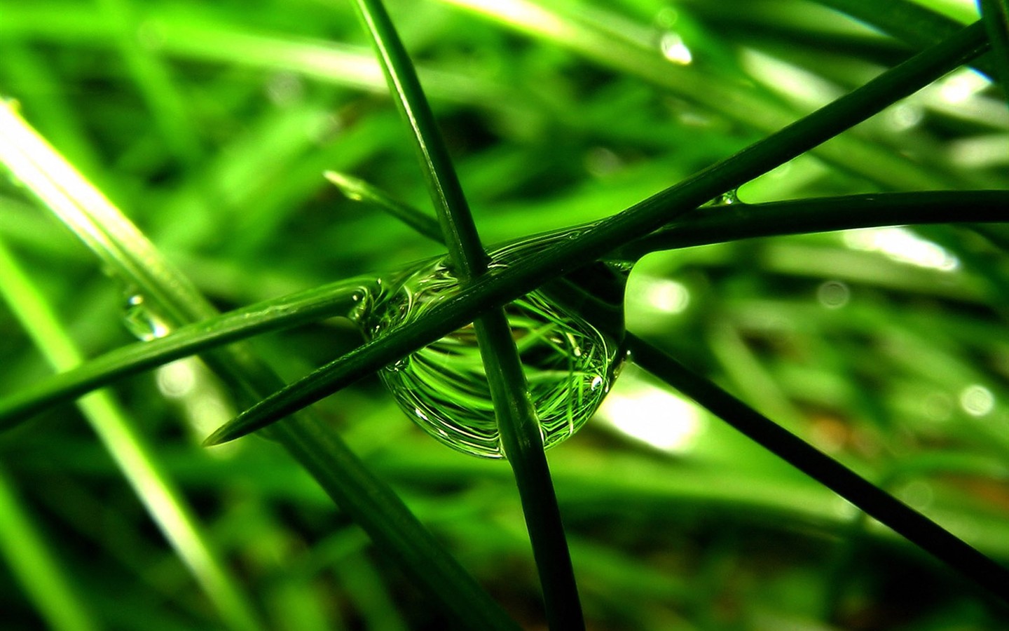Vista 植物壁紙(三) #19 - 1440x900