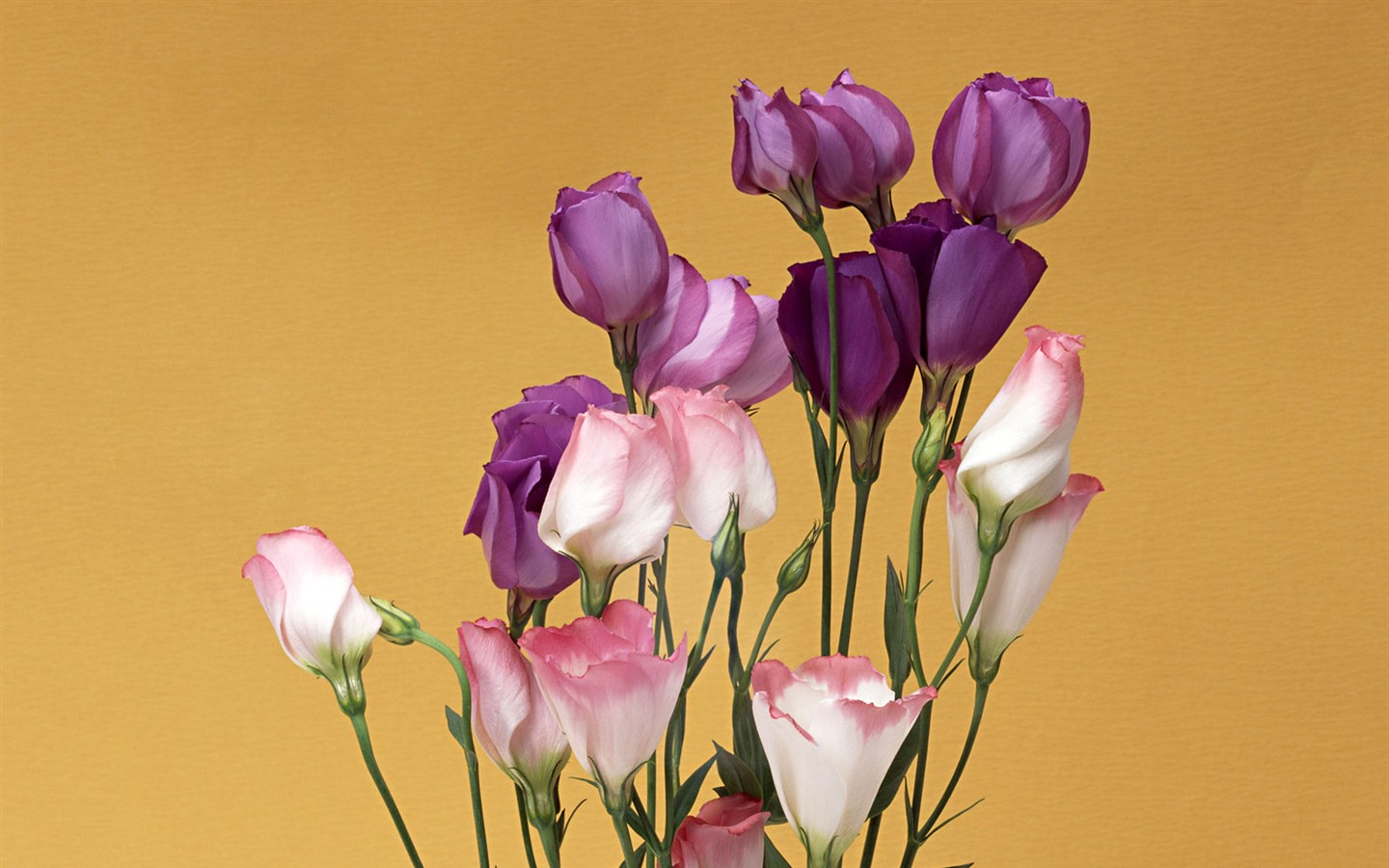 꽃 데스크탑 월페이퍼 선택 (1) #3 - 1440x900