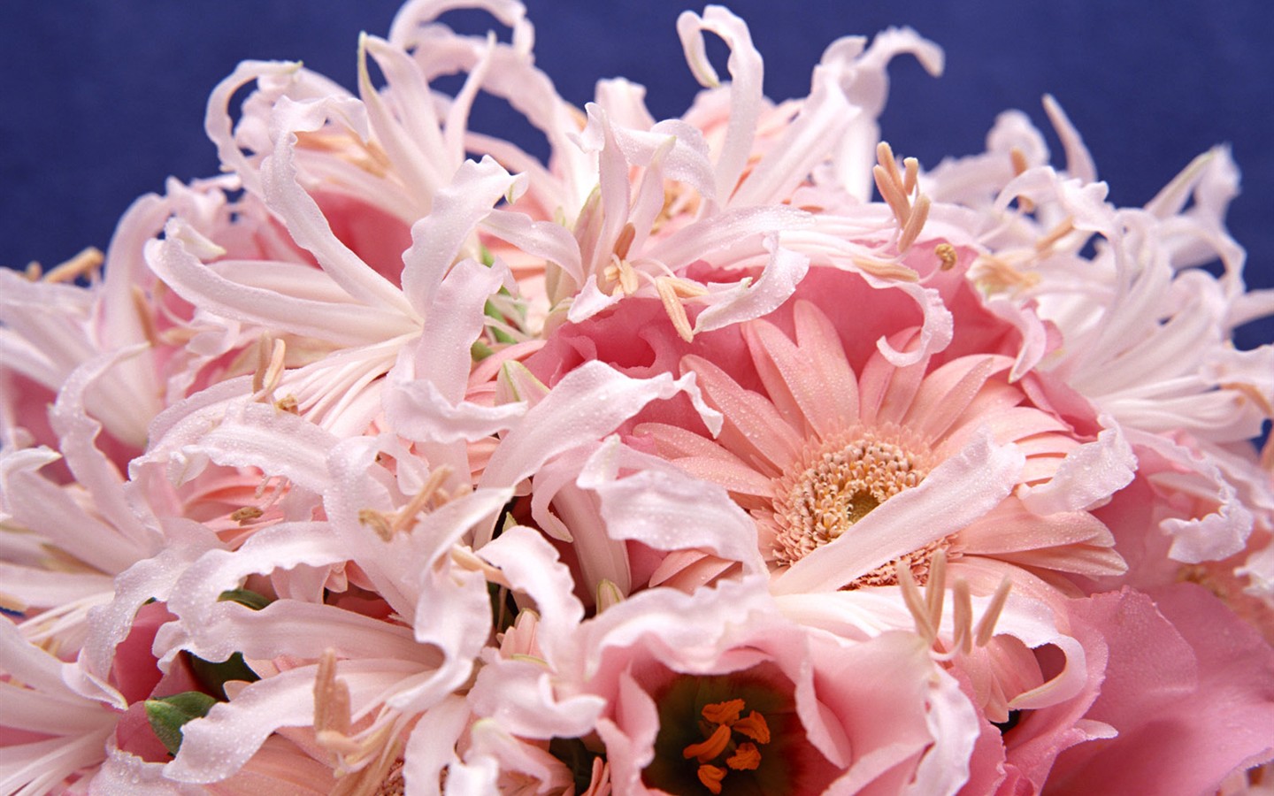 桌面鮮花壁紙精選(一) #14 - 1440x900