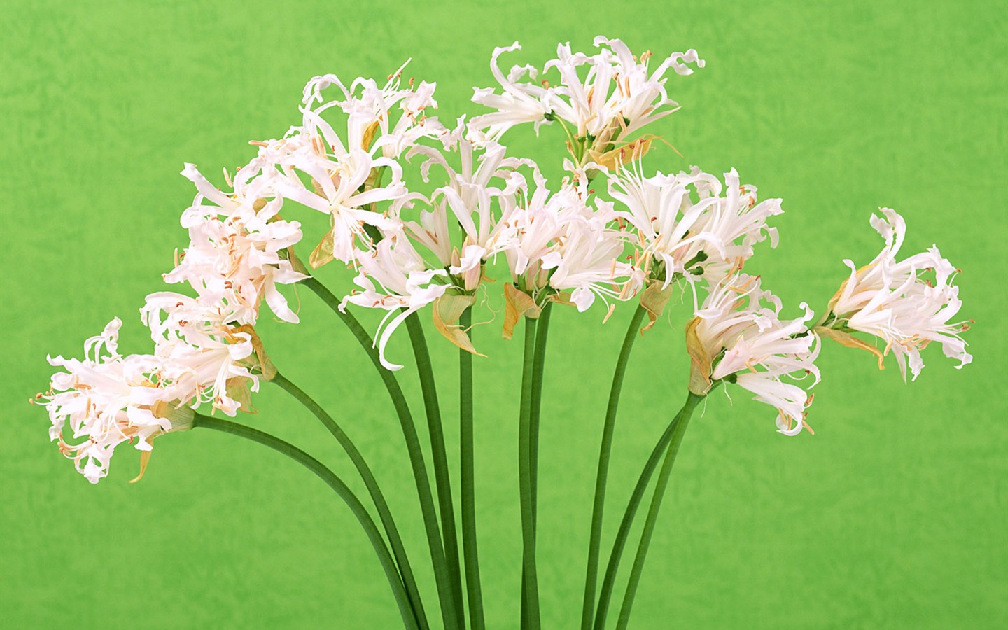 桌面鮮花壁紙精選(一) #25 - 1440x900