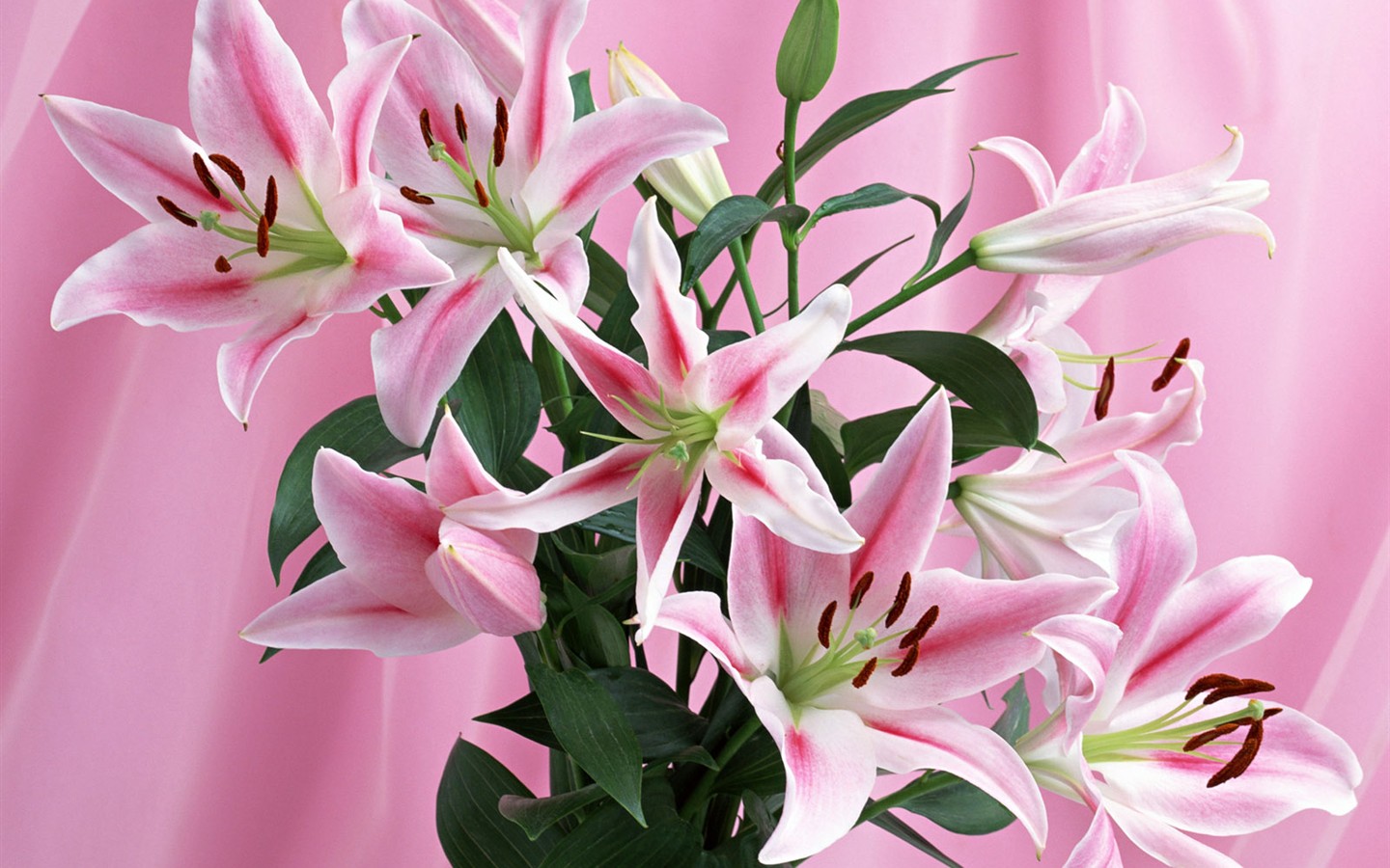 桌面鮮花壁紙精選(一) #28 - 1440x900