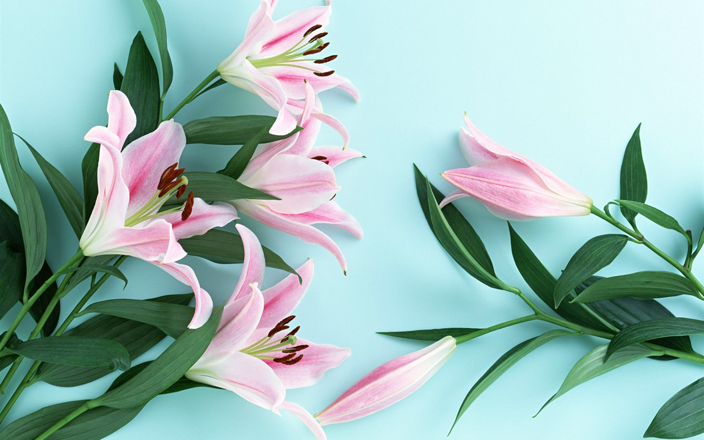 桌面鮮花壁紙精選(一) #32 - 1440x900