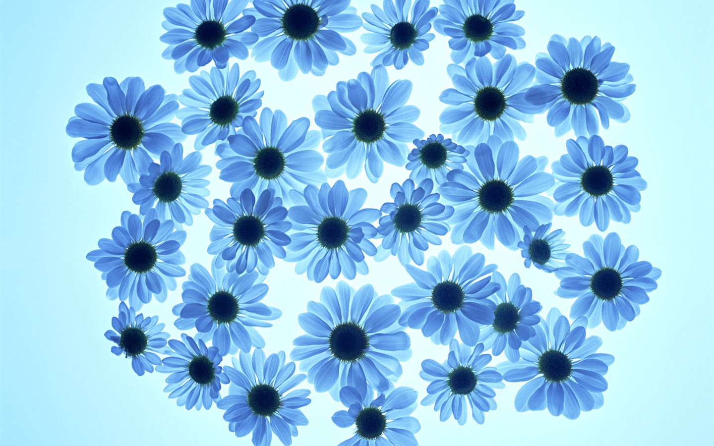 Flower Hintergrundbilder Selection (1) #35 - 1440x900