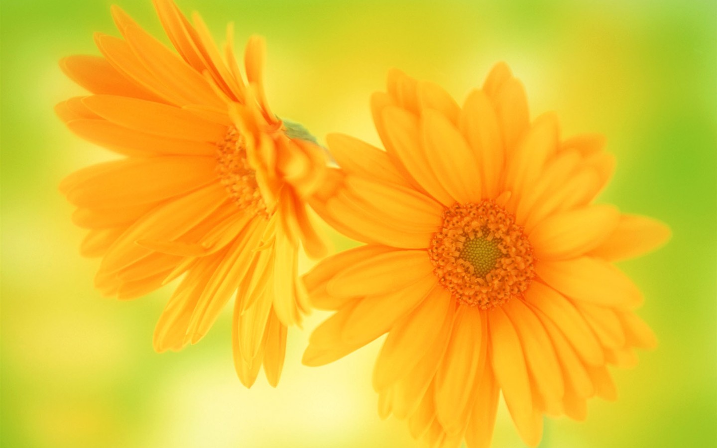 桌面鮮花壁紙精選(一) #37 - 1440x900