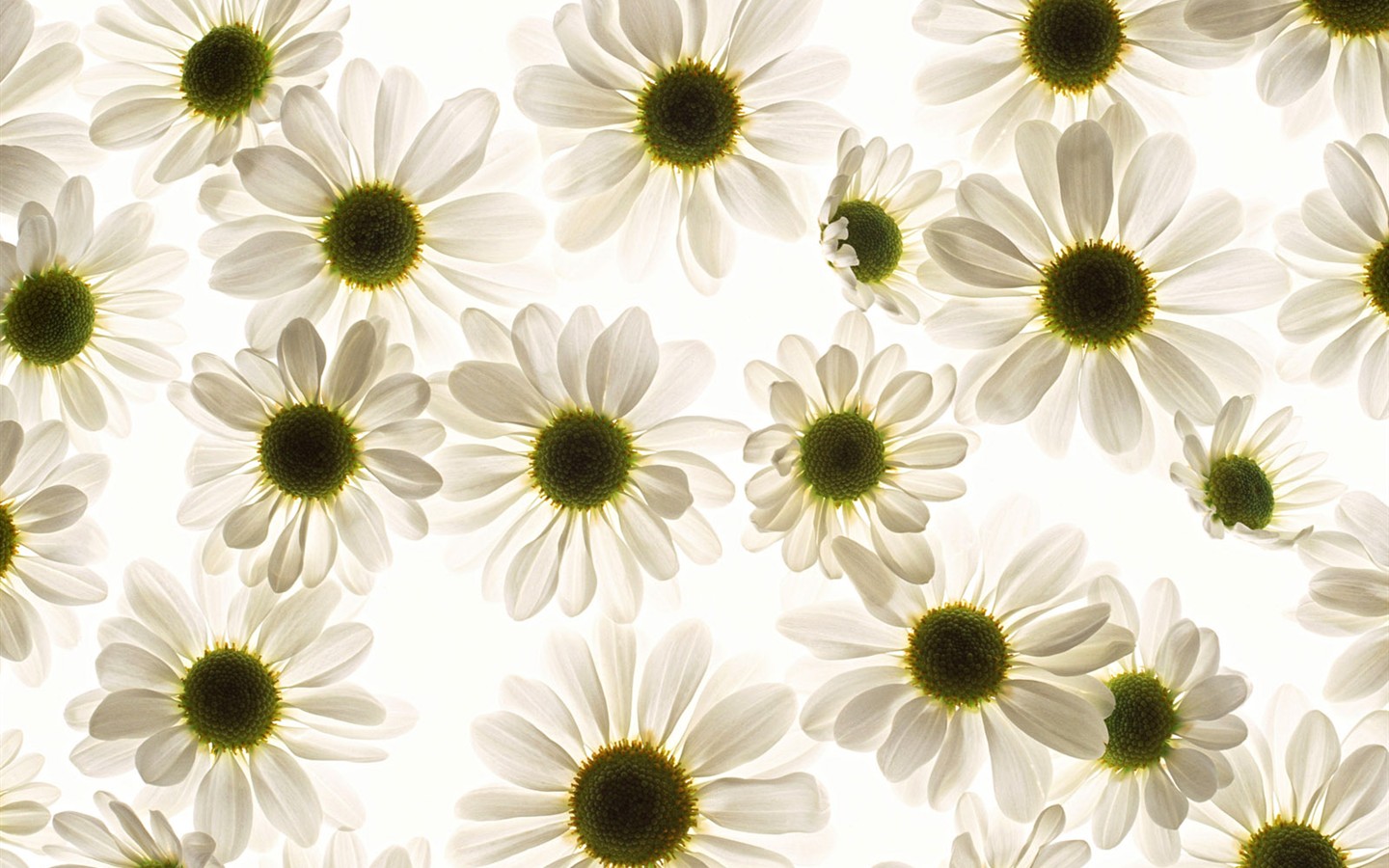 Sélection Flower Fond d'écran (1) #40 - 1440x900