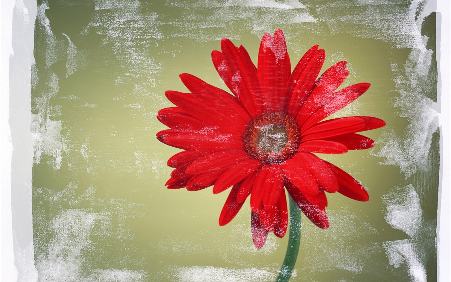 Flower Hintergrundbilder Selection (2) #13 - 1440x900