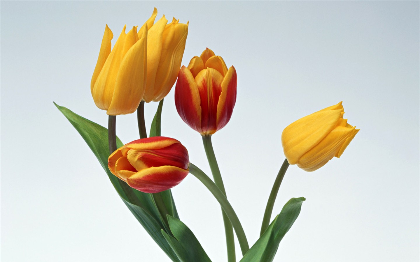 꽃 바탕 화면 배경 무늬 선택 (2) #32 - 1440x900