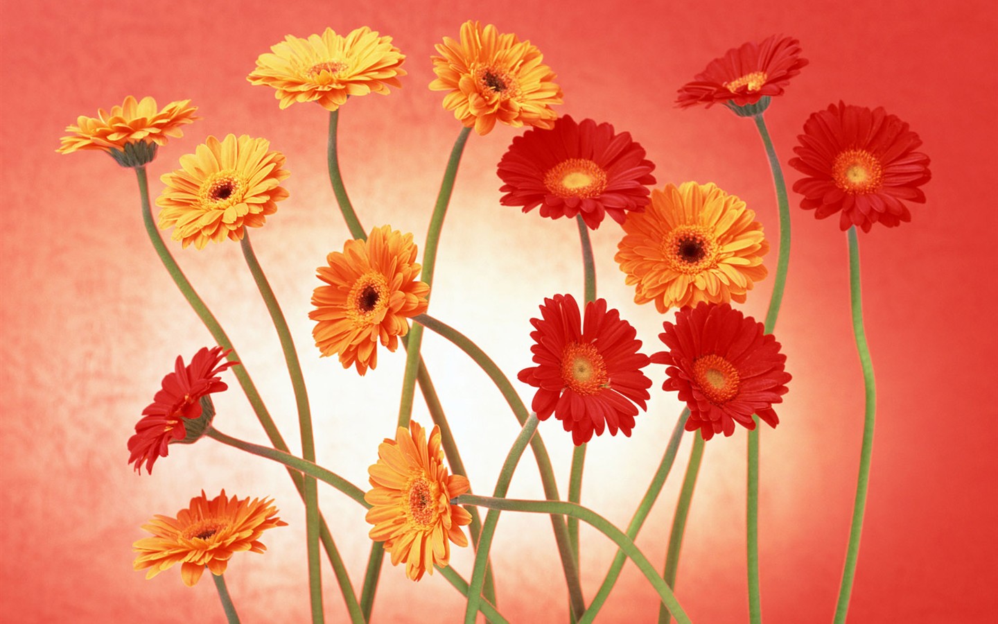 꽃 바탕 화면 배경 무늬 선택 (2) #34 - 1440x900