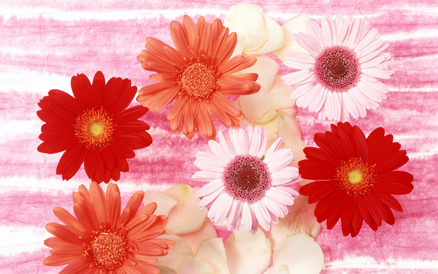 꽃 바탕 화면 배경 무늬 선택 (2) #36 - 1440x900