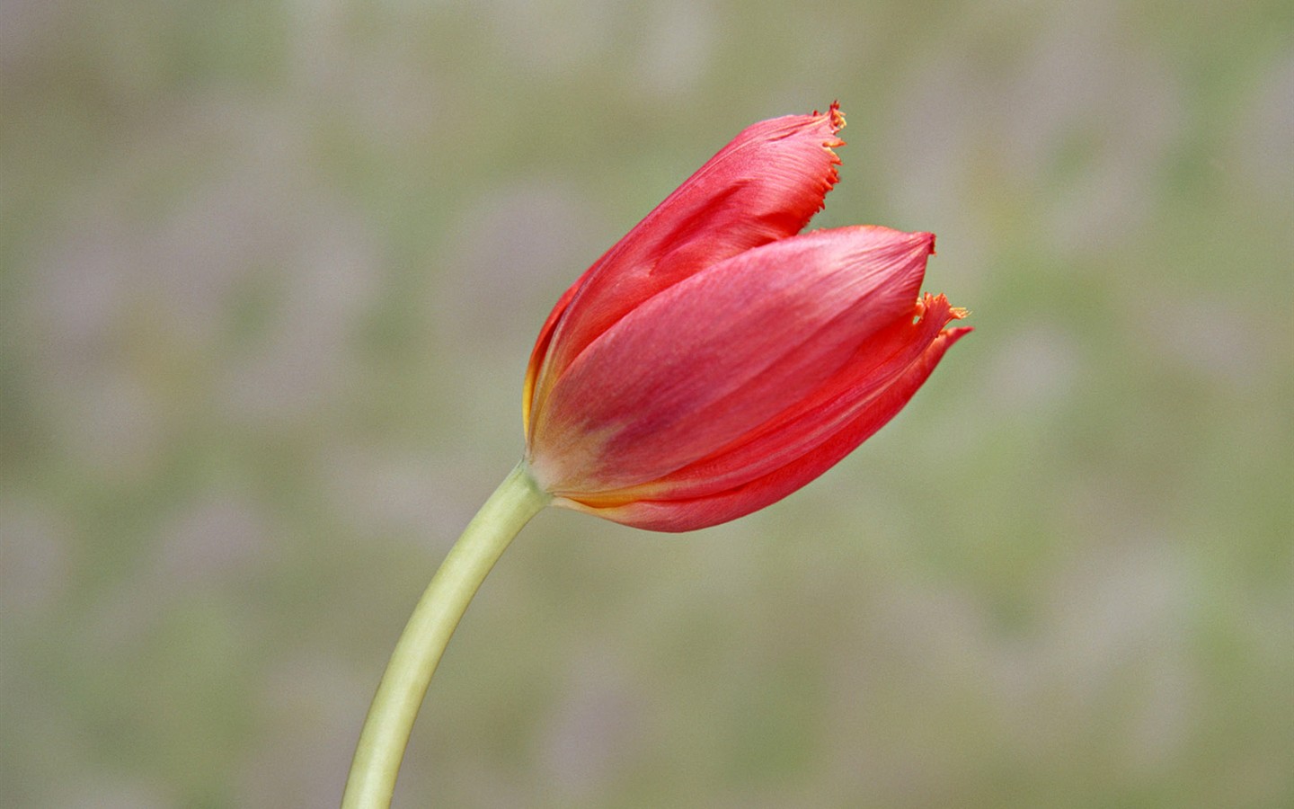 桌面鮮花壁紙精選(二) #38 - 1440x900