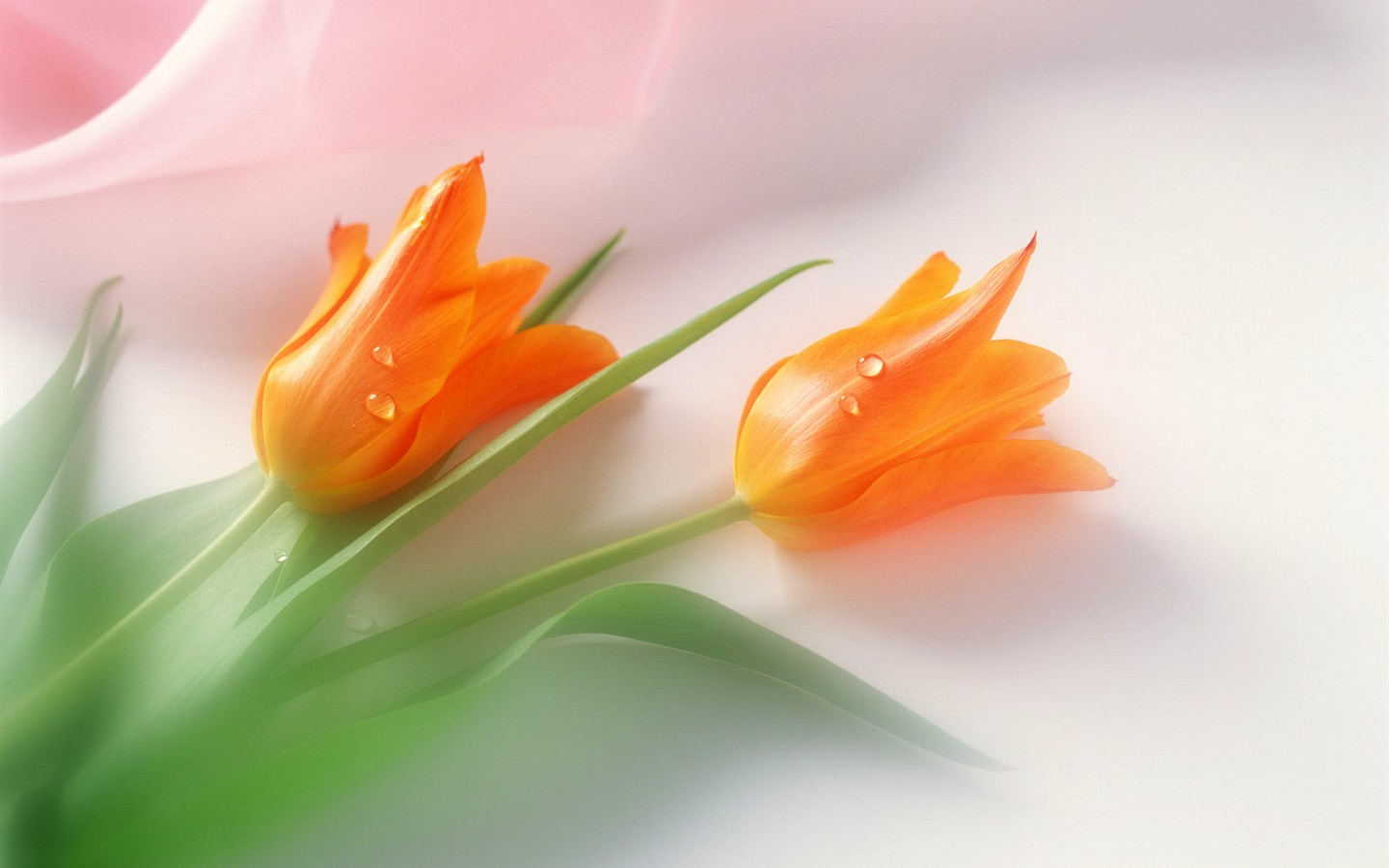 꽃 바탕 화면 배경 무늬 선택 (2) #39 - 1440x900