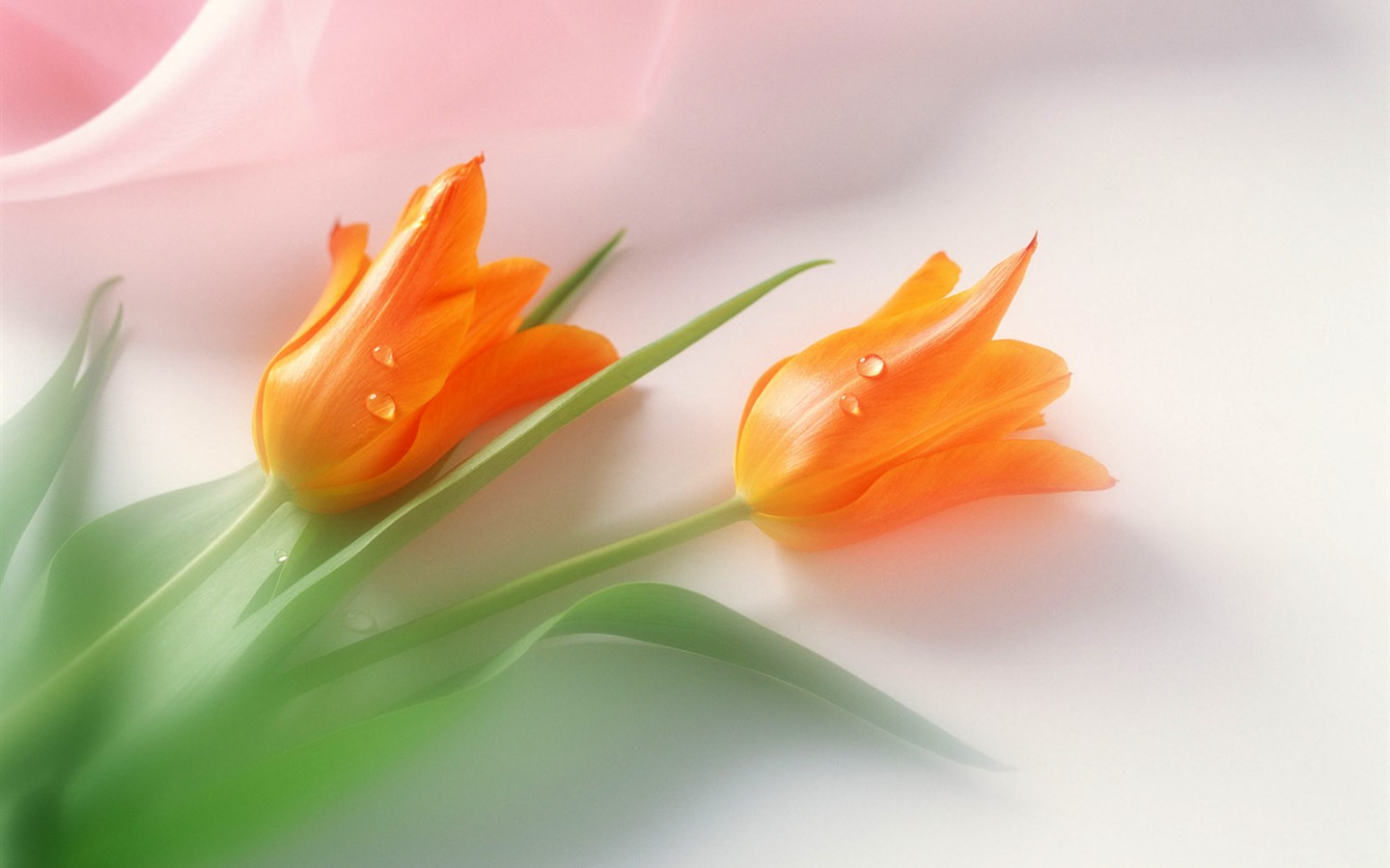 桌面鮮花壁紙精選(二) #39 - 1440x900