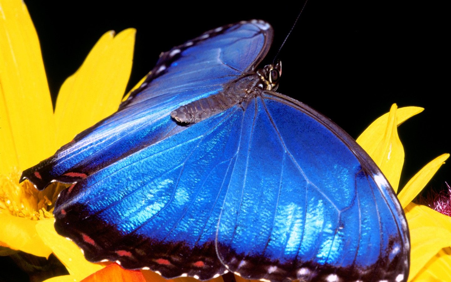 Fondo de pantalla de fotos de Mariposas (2) #2 - 1440x900