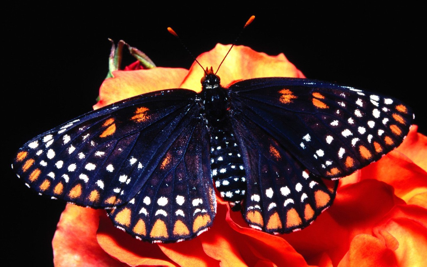 Fondo de pantalla de fotos de Mariposas (2) #3 - 1440x900