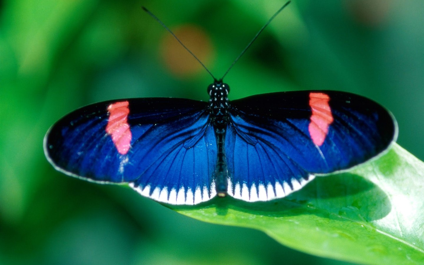 Butterfly Photo Wallpaper (2) #13 - 1440x900