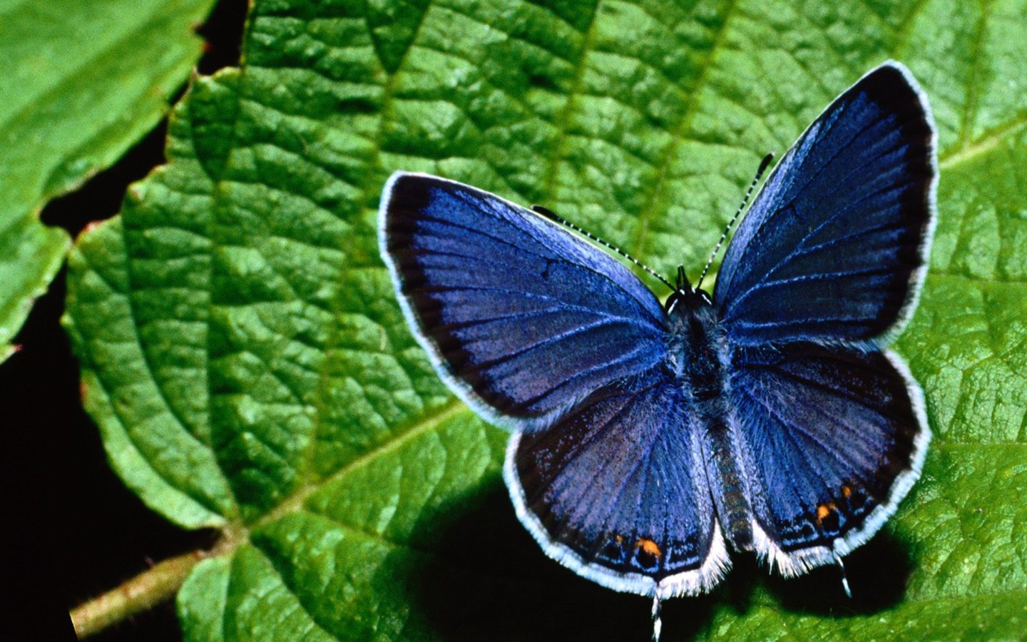 Butterfly Foto tapety (2) #17 - 1440x900