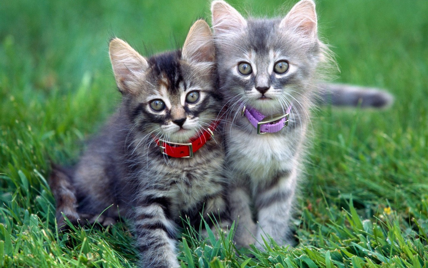 Cats Photo Wallpaper #9 - 1440x900