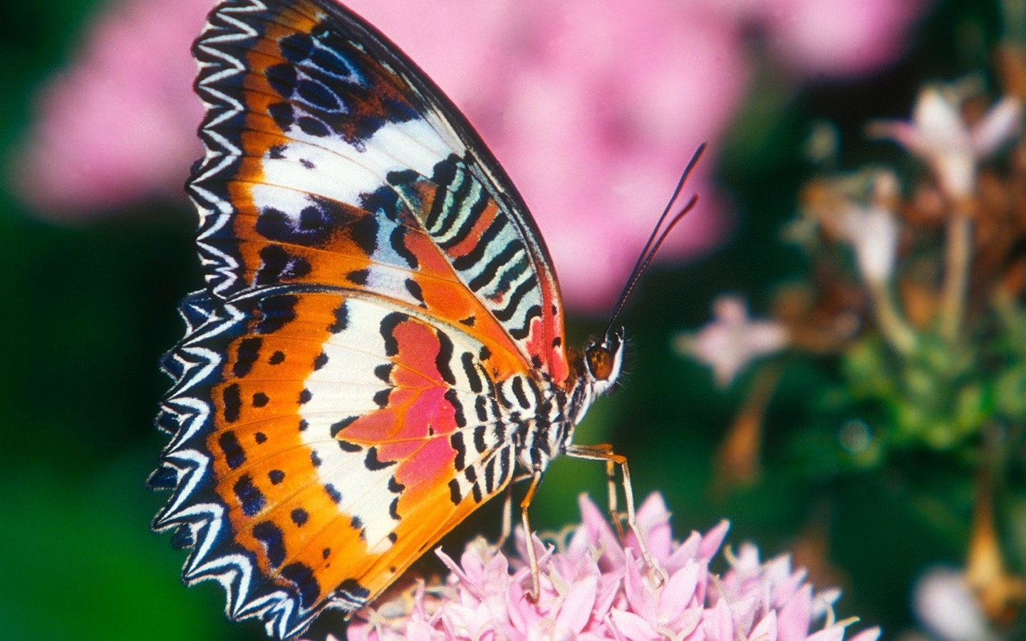 나비 사진 배경 (1) #1 - 1440x900