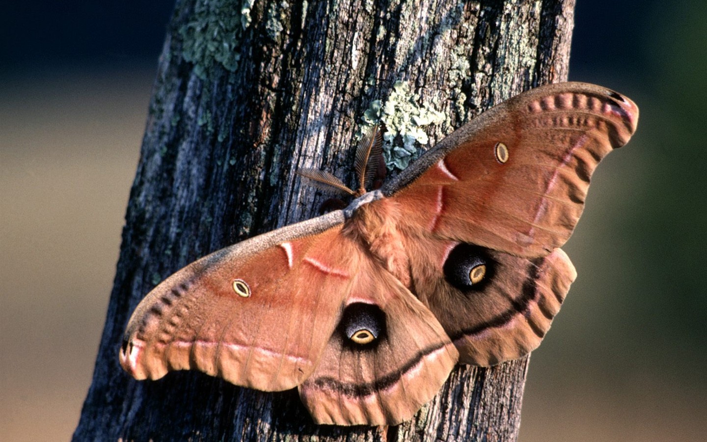 나비 사진 배경 (1) #2 - 1440x900