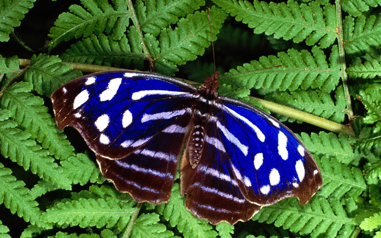나비 사진 배경 (1) #6 - 1440x900