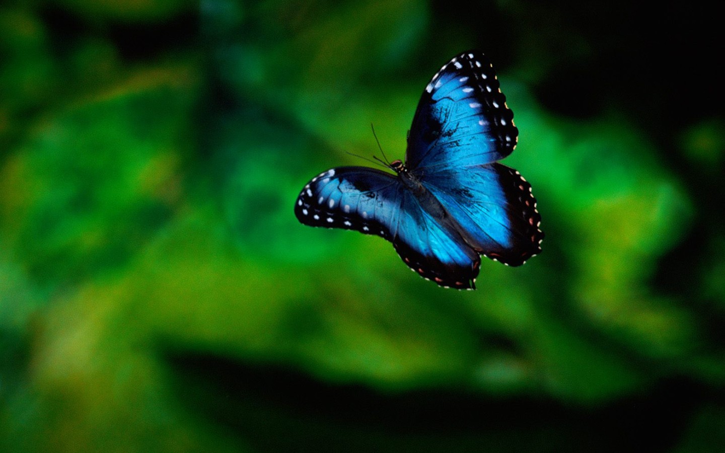 나비 사진 배경 (1) #9 - 1440x900