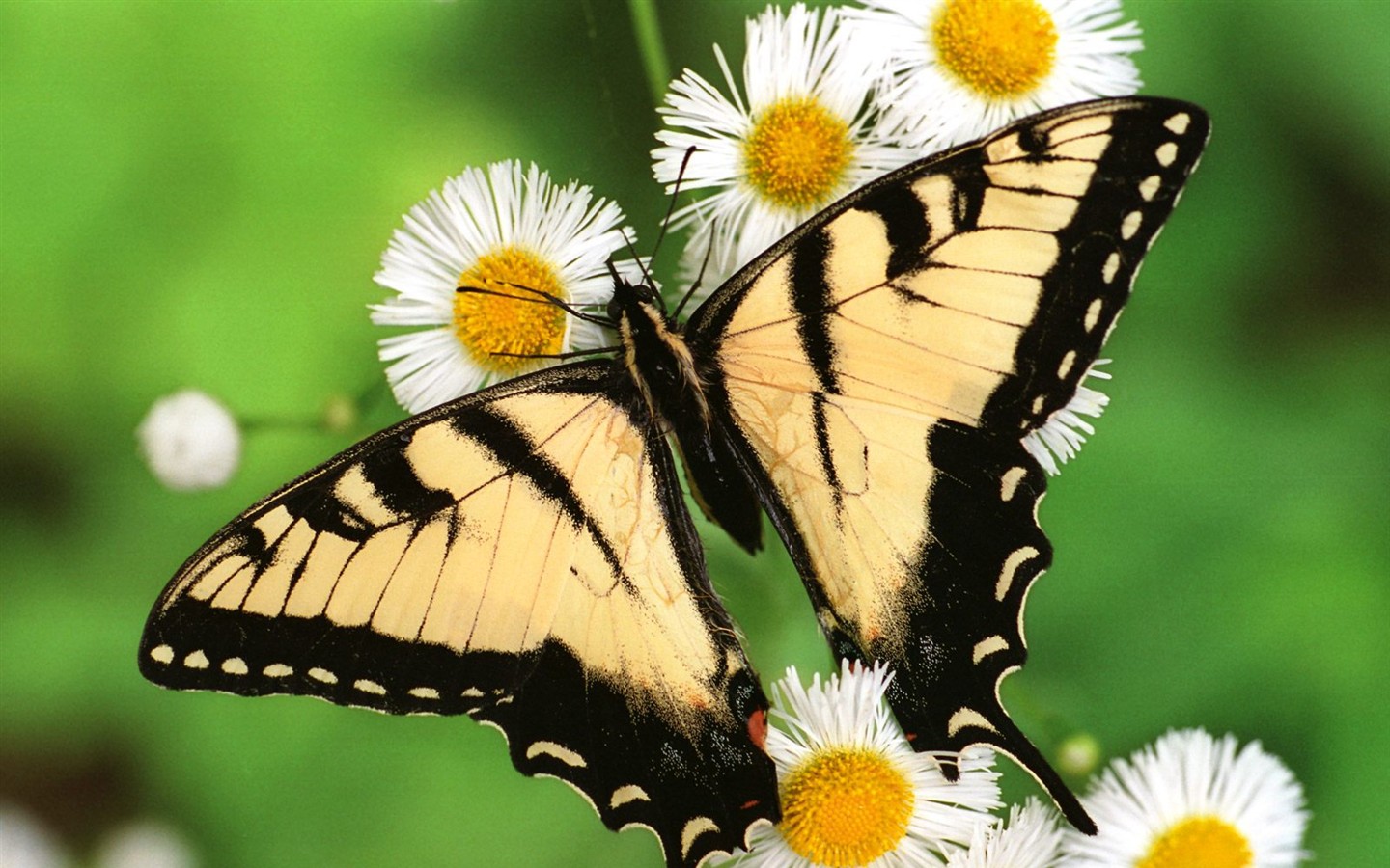 나비 사진 배경 (1) #11 - 1440x900